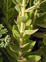 Orpin x September Glut - Sedum spectabilis (fam Crassulacees) (3) (Photo F. Mrugala)